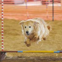 agility1
