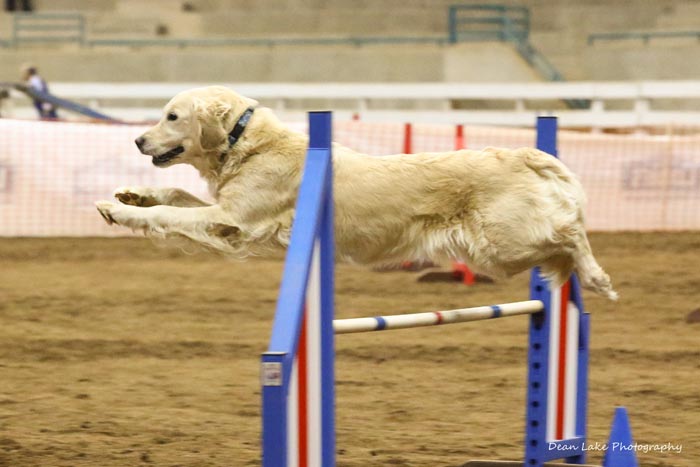 annika agility