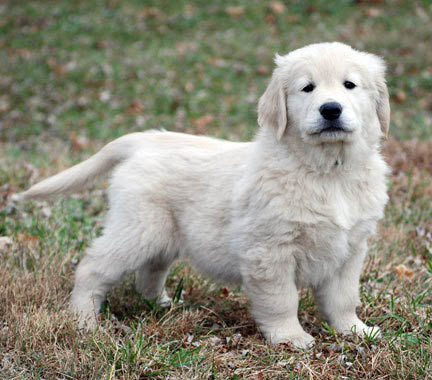 puppy