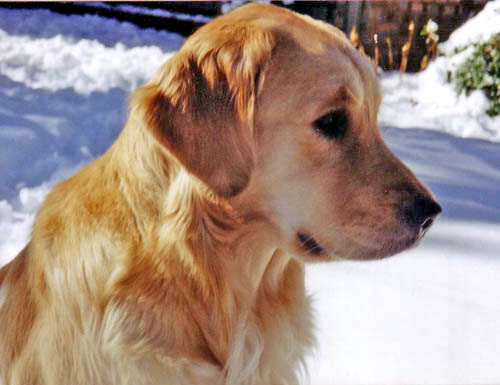 cheddar